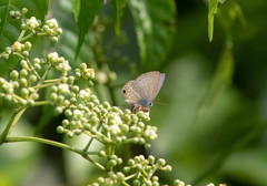 Catochrysops