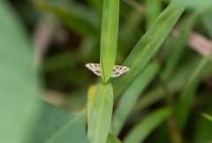 Sameodes