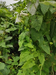 Calystegia hederacea
