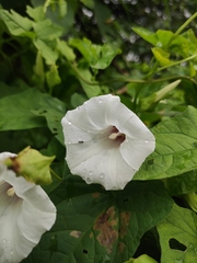 Calystegia hederacea