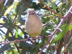 Eremomela icteropygialis
