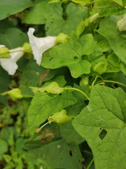Calystegia hederacea