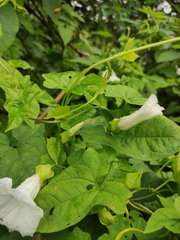 Calystegia hederacea