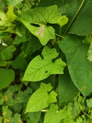 Calystegia hederacea