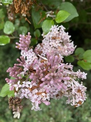 Syringa meyeri