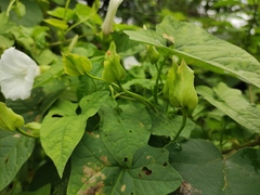 Calystegia hederacea