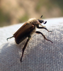 Strigoderma arbicola