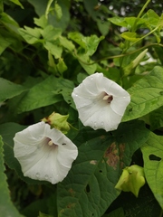 Calystegia hederacea