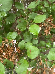 Syringa meyeri