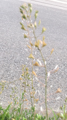 Capsella bursa-pastoris