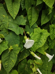 Calystegia hederacea