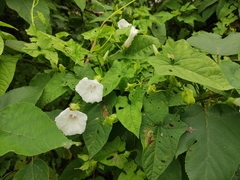 Calystegia hederacea