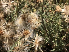 Brickellia eupatorioides chlorolepis