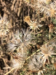 Brickellia eupatorioides chlorolepis
