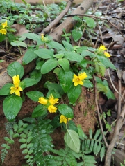 Lysimachia christinae