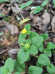 Lysimachia christinae