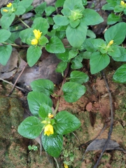 Lysimachia christinae