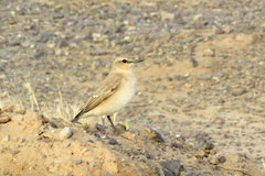 Oenanthe isabellina