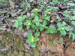 Lysimachia christinae