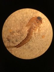 Isonychia bicolor