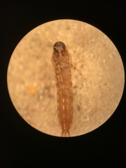 Isonychia bicolor