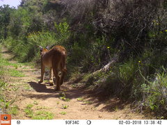 Caracal caracal caracal