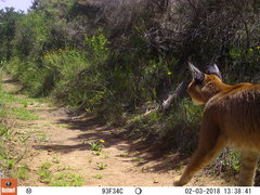 Caracal caracal caracal