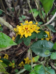 Lysimachia congestiflora