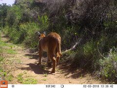 Caracal caracal caracal