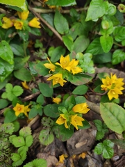 Lysimachia congestiflora