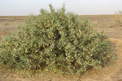 Astragalus baba-alliar nudicarpus