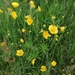 Meadow Buttercup - Photo (c) rasanaturalist, some rights reserved (CC BY-NC), uploaded by rasanaturalist