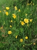 Meadow Buttercup - Photo (c) rasanaturalist, some rights reserved (CC BY-NC), uploaded by rasanaturalist
