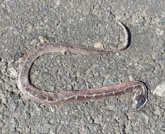 Lycodon anamallensis