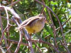 Eremomela icteropygialis
