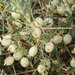 Astragalus baba-alliar - Photo (c) Shahrzad Fattahi, some rights reserved (CC BY-NC), uploaded by Shahrzad Fattahi