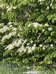 Cornus kousa
