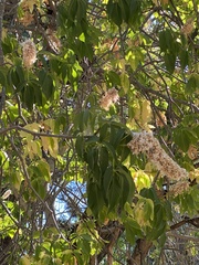 Aesculus californica
