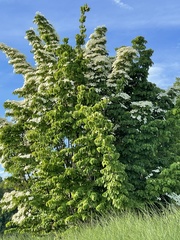 Cornus kousa