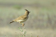 Galerida cristata