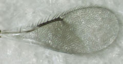 Coccophaginae