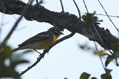 Emberiza flaviventris kalaharica