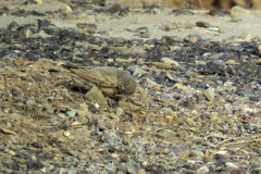 Ammomanes cinctura
