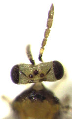 Coccophaginae