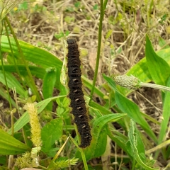 Lemonia dumi