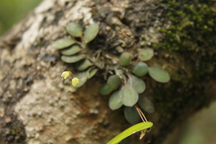 Specklinia digitale