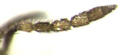 Coccophaginae