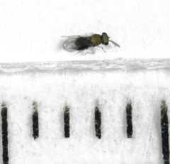Coccophaginae