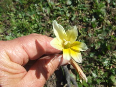 Gladiolus trichonemifolius