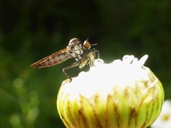 Homalocnemis
